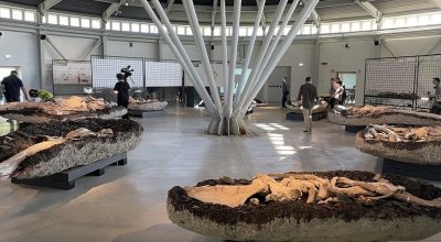 Riaperti i battenti a Pietrafitta del Museo paleontologico Luigi Boldrini