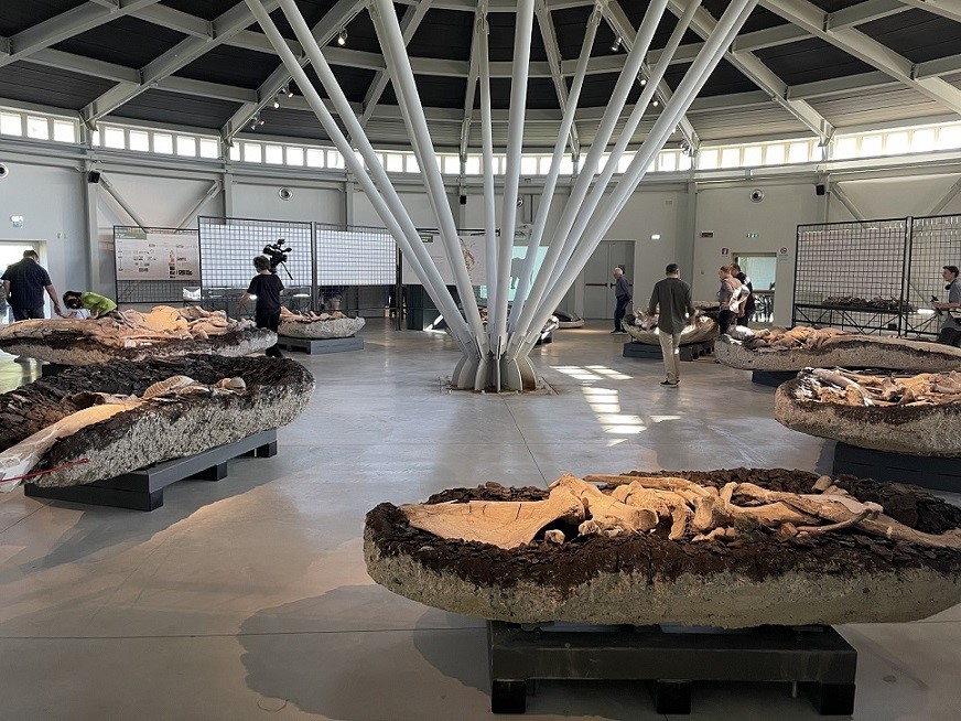 Riaperti i battenti a Pietrafitta del Museo paleontologico Luigi Boldrini